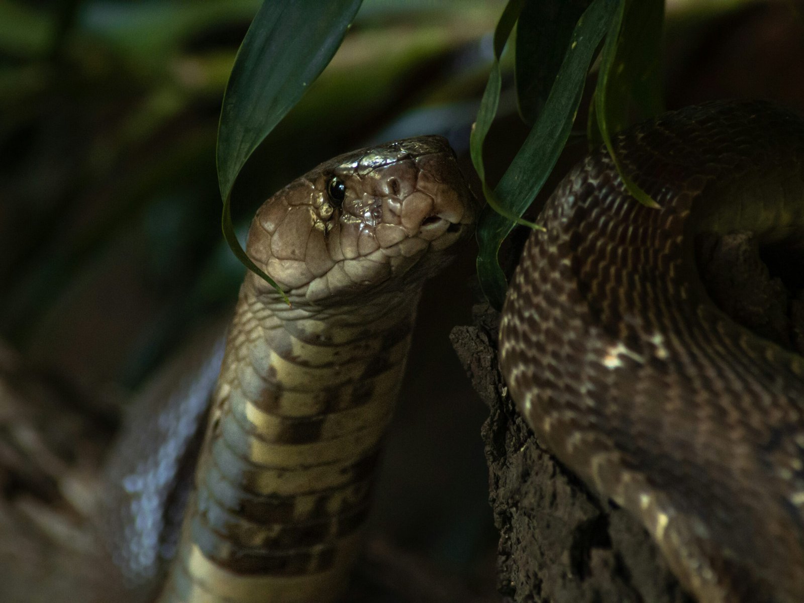 a close up of a snake on a tree branch