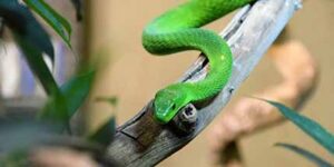 selective focus photography of green snake on twig